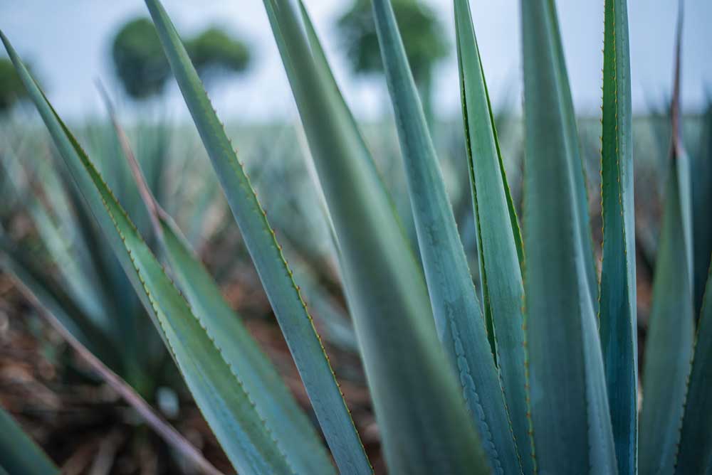 Is Agave Syrup Keto?  Skinny Mixes