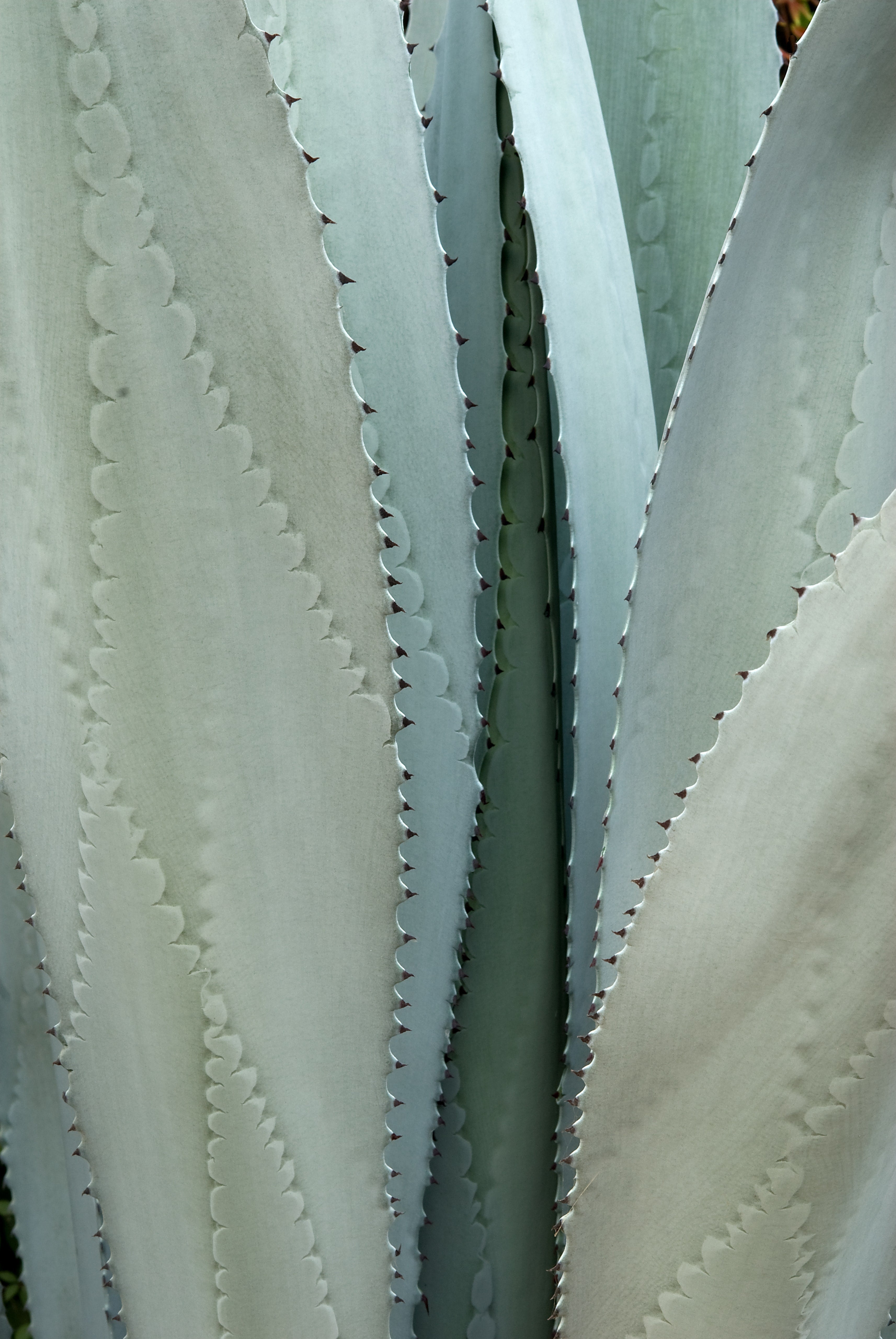 What Is Agave Syrup?  Skinny Mixes